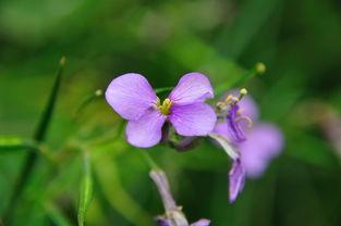 沾花惹草在线观看,一场浪漫纠葛的在线情感之旅  第3张